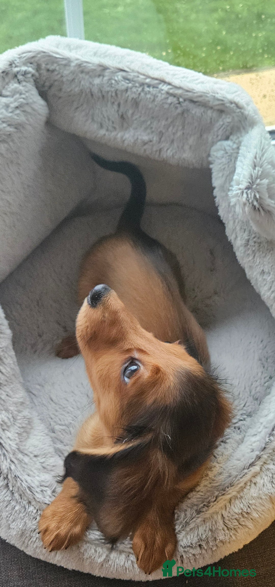 Miniature Dachshund dogs for sale: Ready now 🩵🩵🩵🩷 - Advert 19