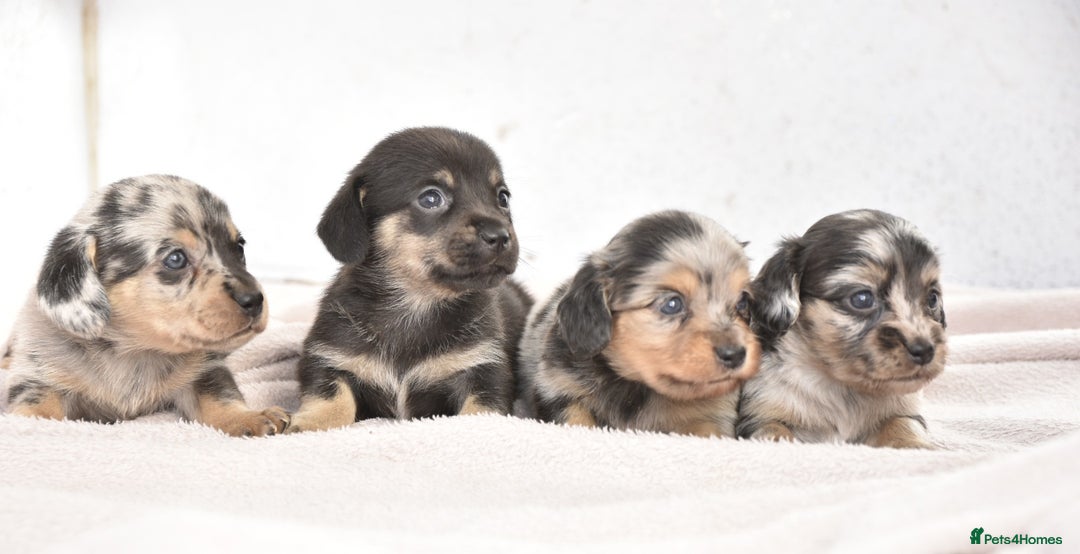 Dachshund dogs for sale: Cutest fluffy puppies - Image 5
