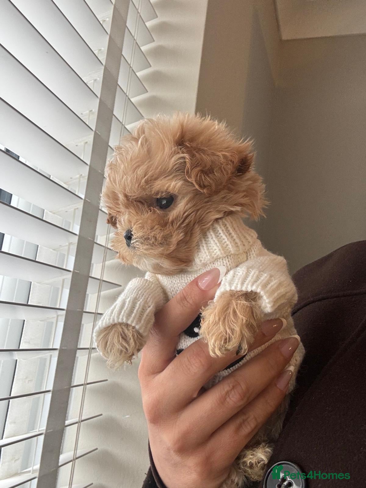Maltipoo dogs Maltese cross Asian toy poodle  - Advert 1