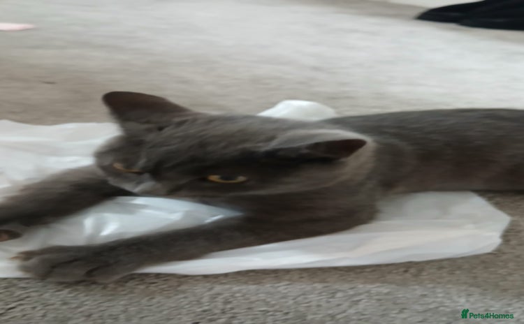 British Shorthair cats - Advert 2