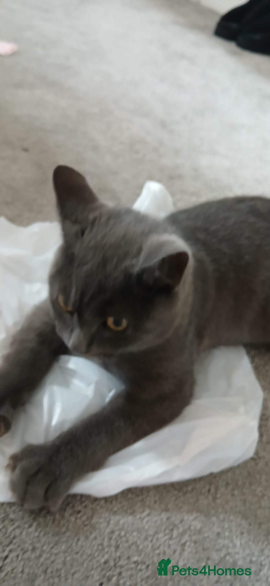 British Shorthair cats for sale: British shorthair NEEDS TO GO AS SOON AS POSSIBLE - Image 1