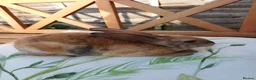 Rex rabbits for sale: Gorgeous harlequin marked mini rex girls - Advert 9