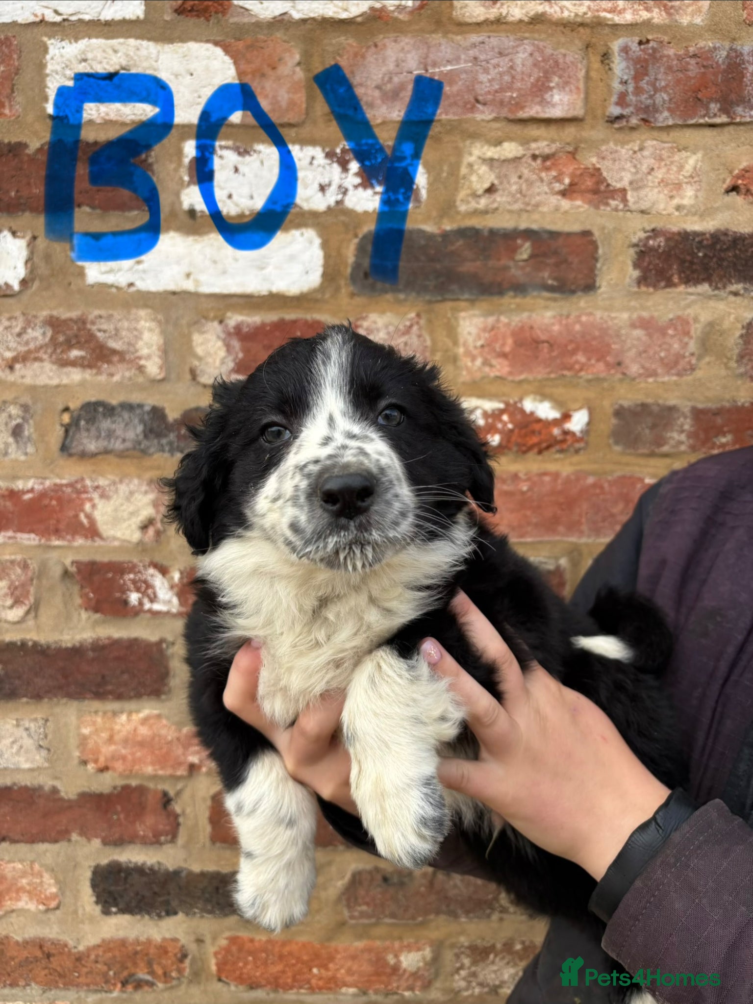 Border Collie dogs 4 male border collie puppies for sale - Advert 9