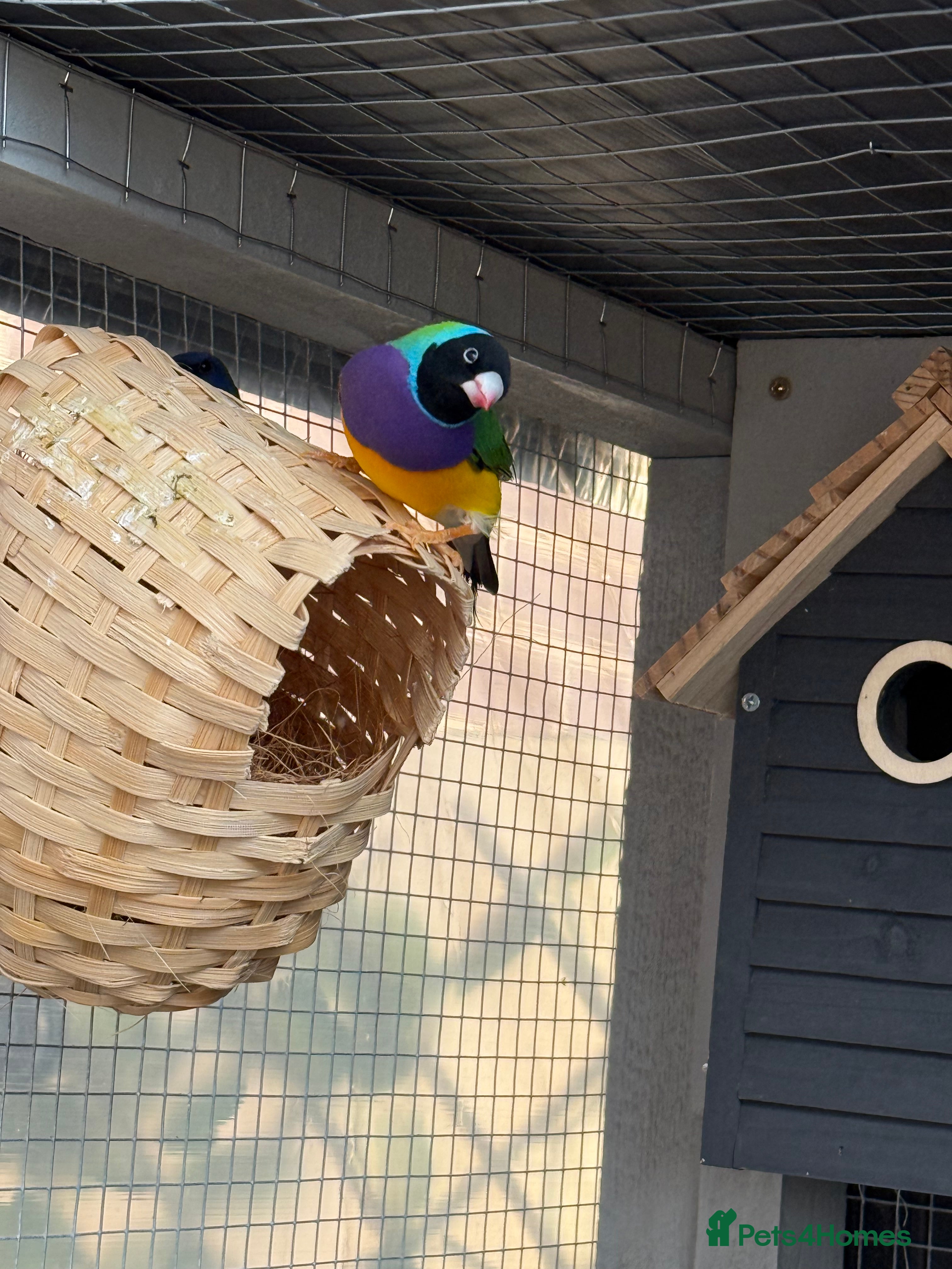 Finches birds 2 male gouldian swap for parrot finches - Advert 10