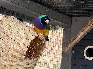 Finches birds 2 male guardians swap for parrot finches - Advert 1