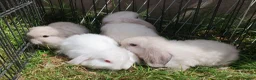 Mini Lop rabbits for sale: Friendly baby mini lops  Vaccinated RHD2 - Advert 8