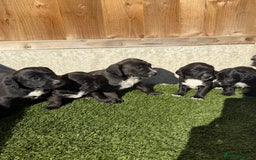Jackapoo dogs for sale: Beautiful Jackapoo Puppies 🖤🖤🖤 - Image 5