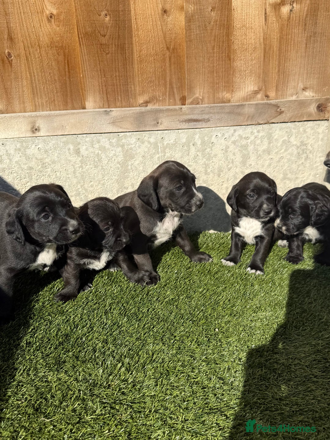 Jackapoo dogs for sale: Beautiful Jackapoo Puppies 🖤🖤🖤 - Image 5