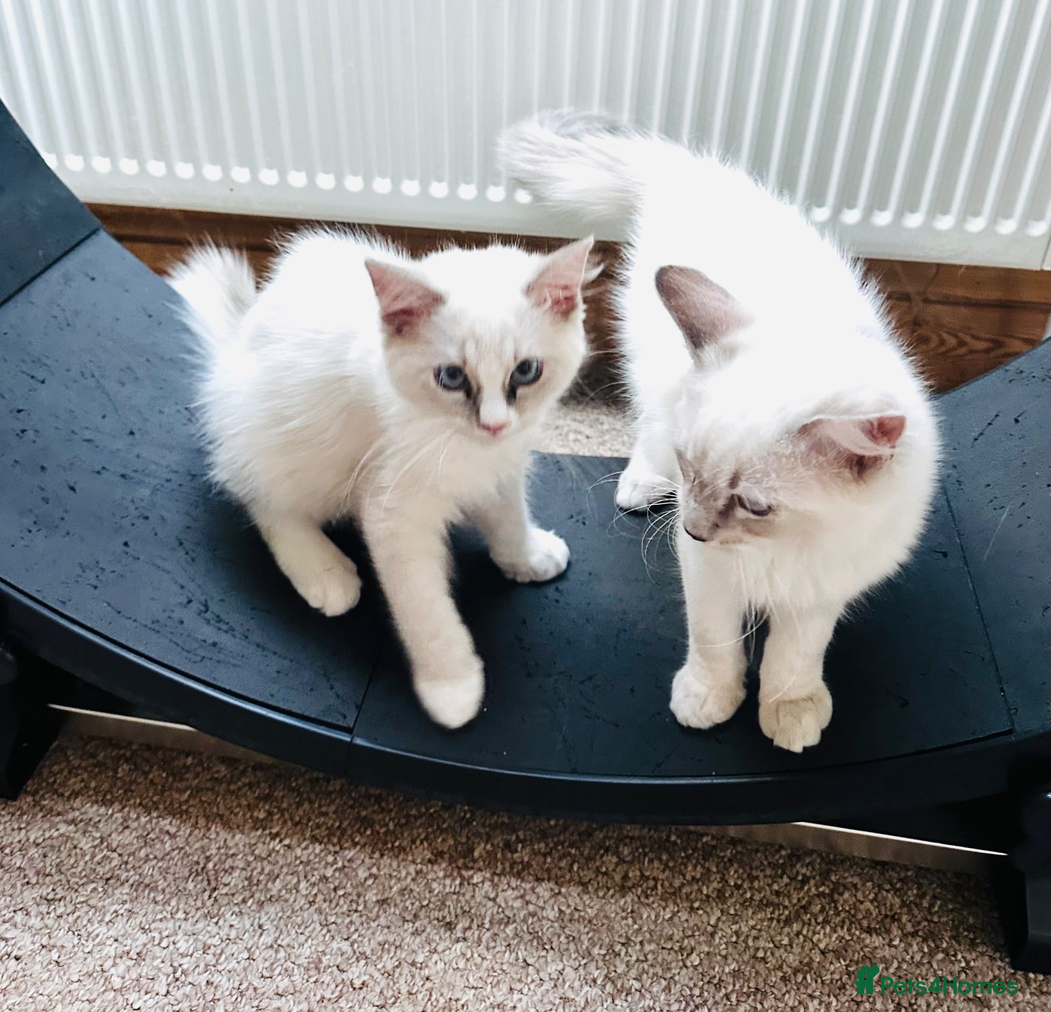 Ragdoll cats GCCF Ragdolls  - Advert 3