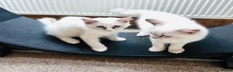 Ragdoll cats for sale: GCCF Ragdolls  - Advert 1