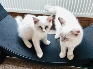 Ragdoll cats GCCF Ragdolls - Advert 1