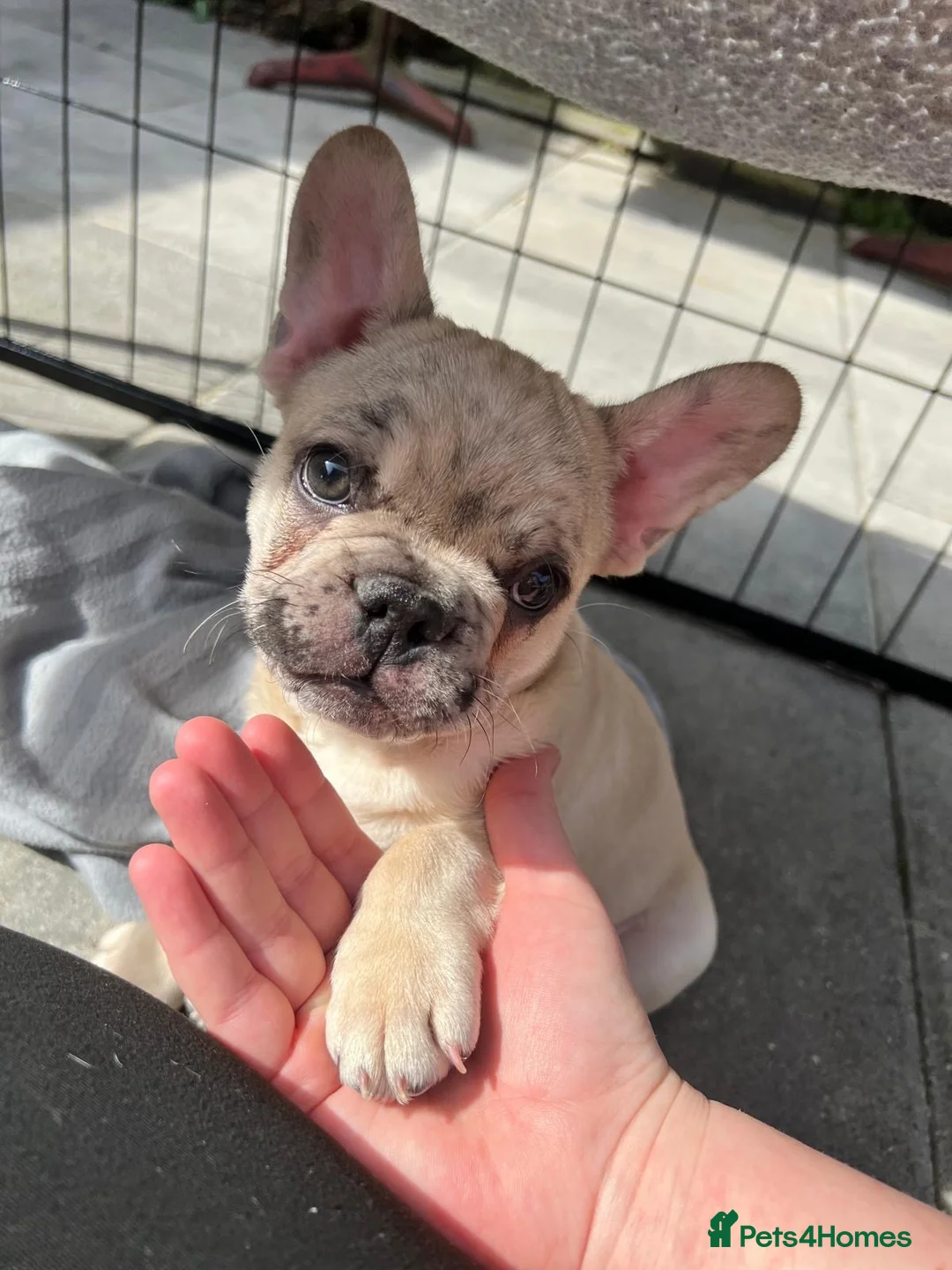 French Bulldog dogs for sale: Puppies for Sales in Pontypridd - Advert 2