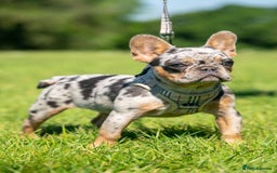 French Bulldog dogs for sale: 🐾Female Merle French bulldog💖 - Image 3