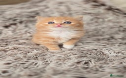 Mixed Breed cats for sale: Red Ginger fluffy kitten boy mix Ragdoll Siberian  - Image 4