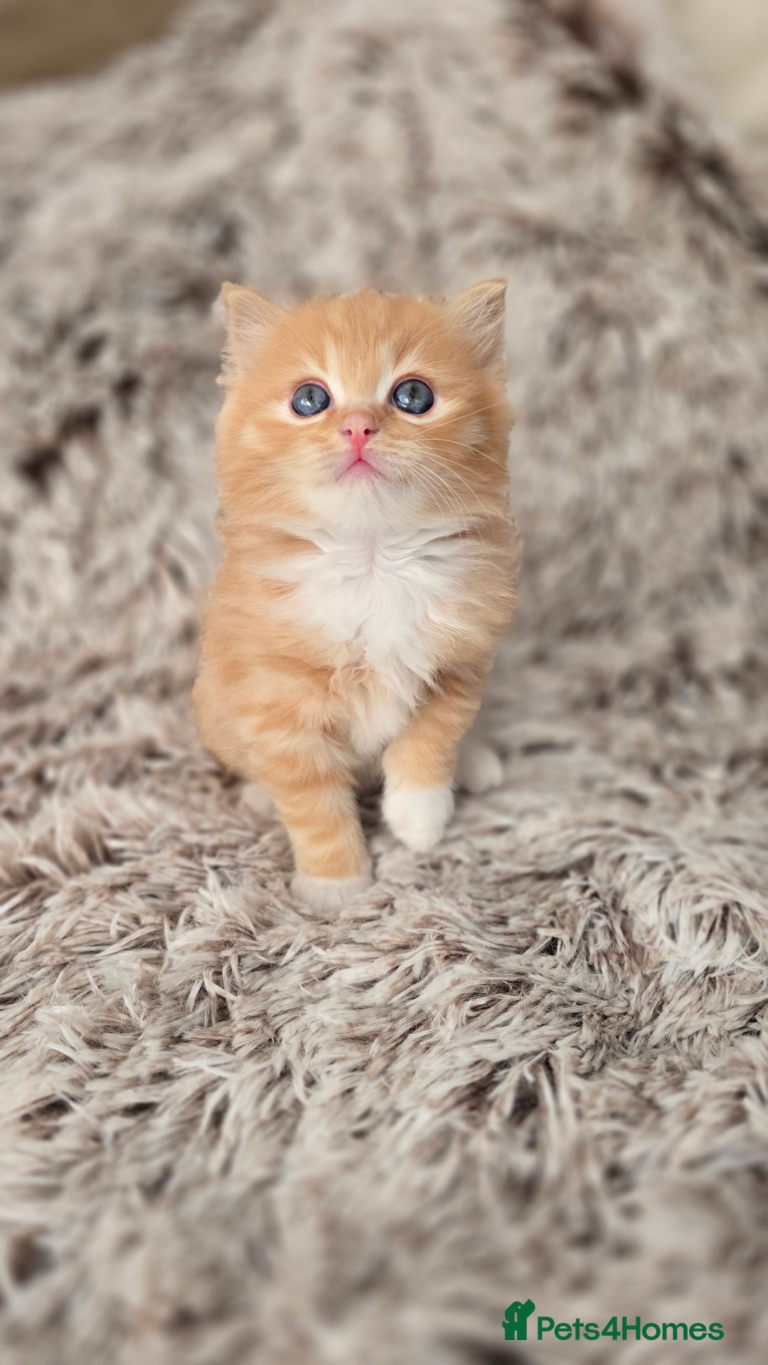 Mixed Breed cats for sale: Red Ginger fluffy kitten boy mix Ragdoll Siberian  - Image 4