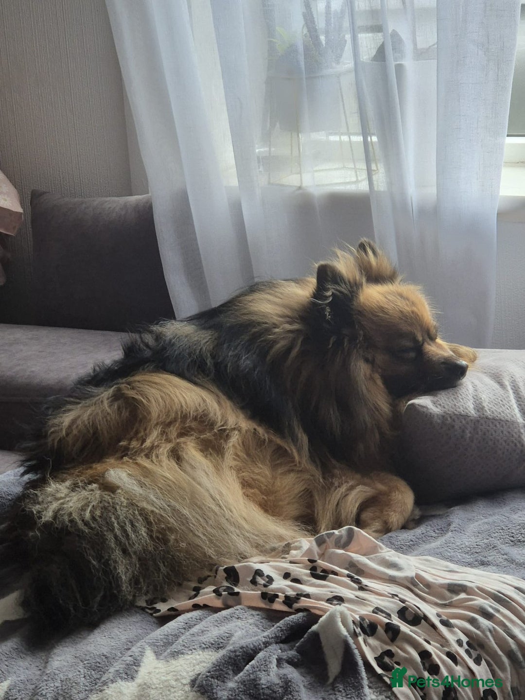 Pomeranian dogs for stud: German pomeranian for STUD - Image 4