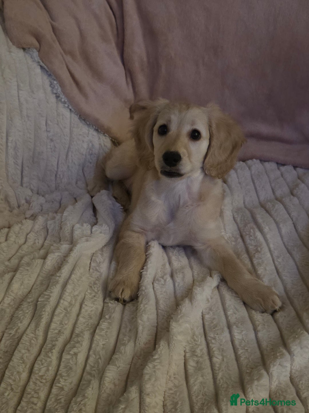 Cockapoo dogs for sale: Cockapoo READY NOW - Advert 1