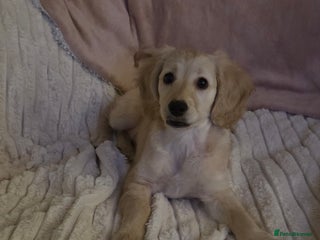 Cockapoo dogs Cockapoo READY NOW - Advert 1