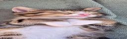 Mixed Breed cats for sale: Three little kittens  - Advert 6
