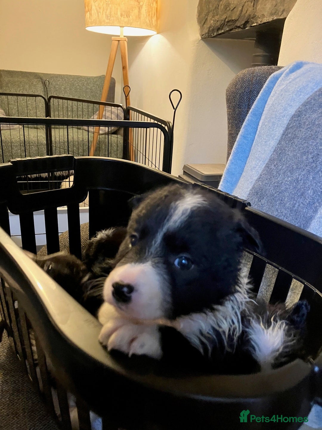 Border Collie dogs for sale: Border Collie Puppies  - Advert 14