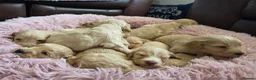 Cockapoo dogs for sale: DNA Health Tested Cockapoos Apricot/Golden - Advert 29