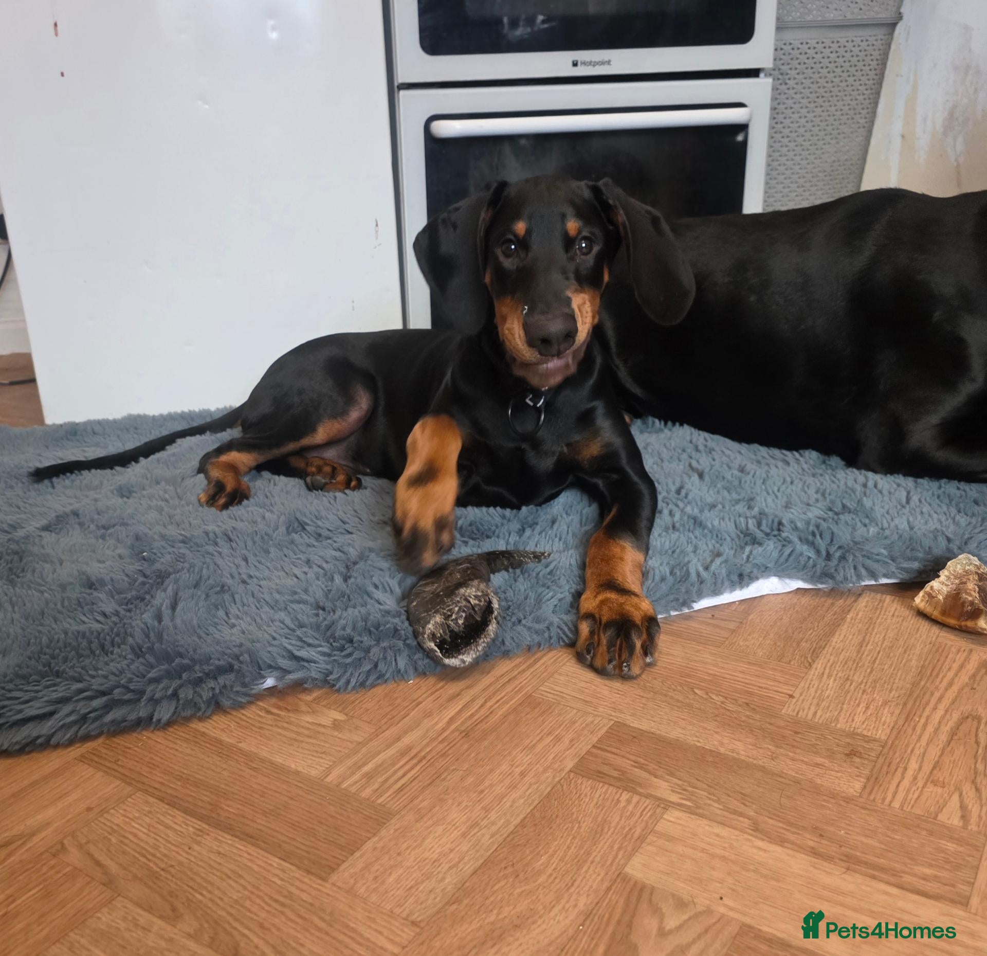 Dobermann dogs 17 week old male doberman - Advert 1