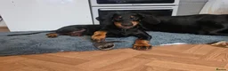 Dobermann dogs for sale: 17 week old male doberman - Advert 1