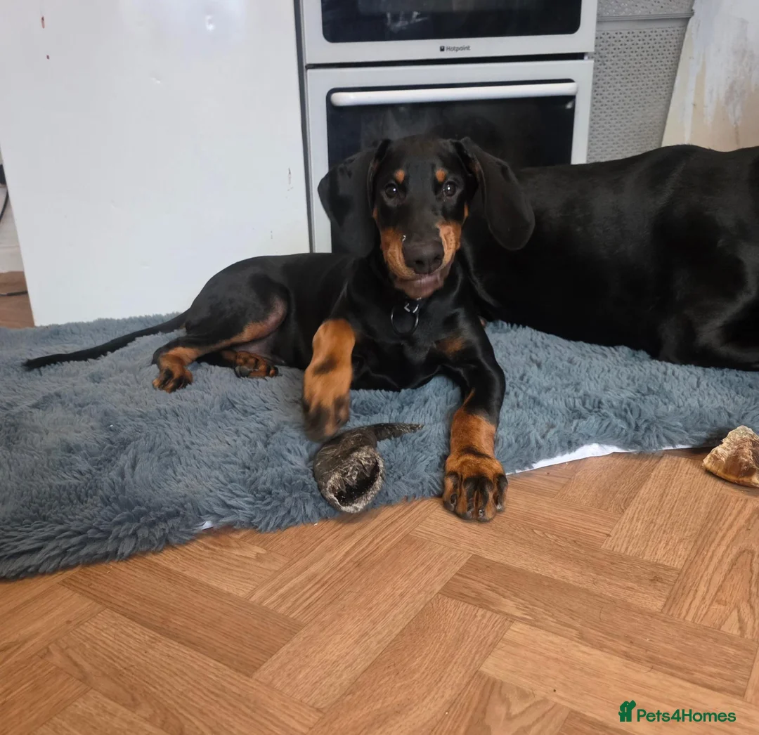 Dobermann dogs for sale: 17 week old male doberman - Advert 1