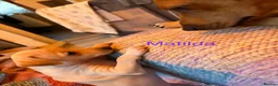 Italian Greyhound dogs for sale: Italian Greyhound pups  in Sutton-in-Ashfield - Advert 15