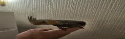 Mixed Breed birds for sale: Tame Kakariki and cockatiel chicks  - Advert 15