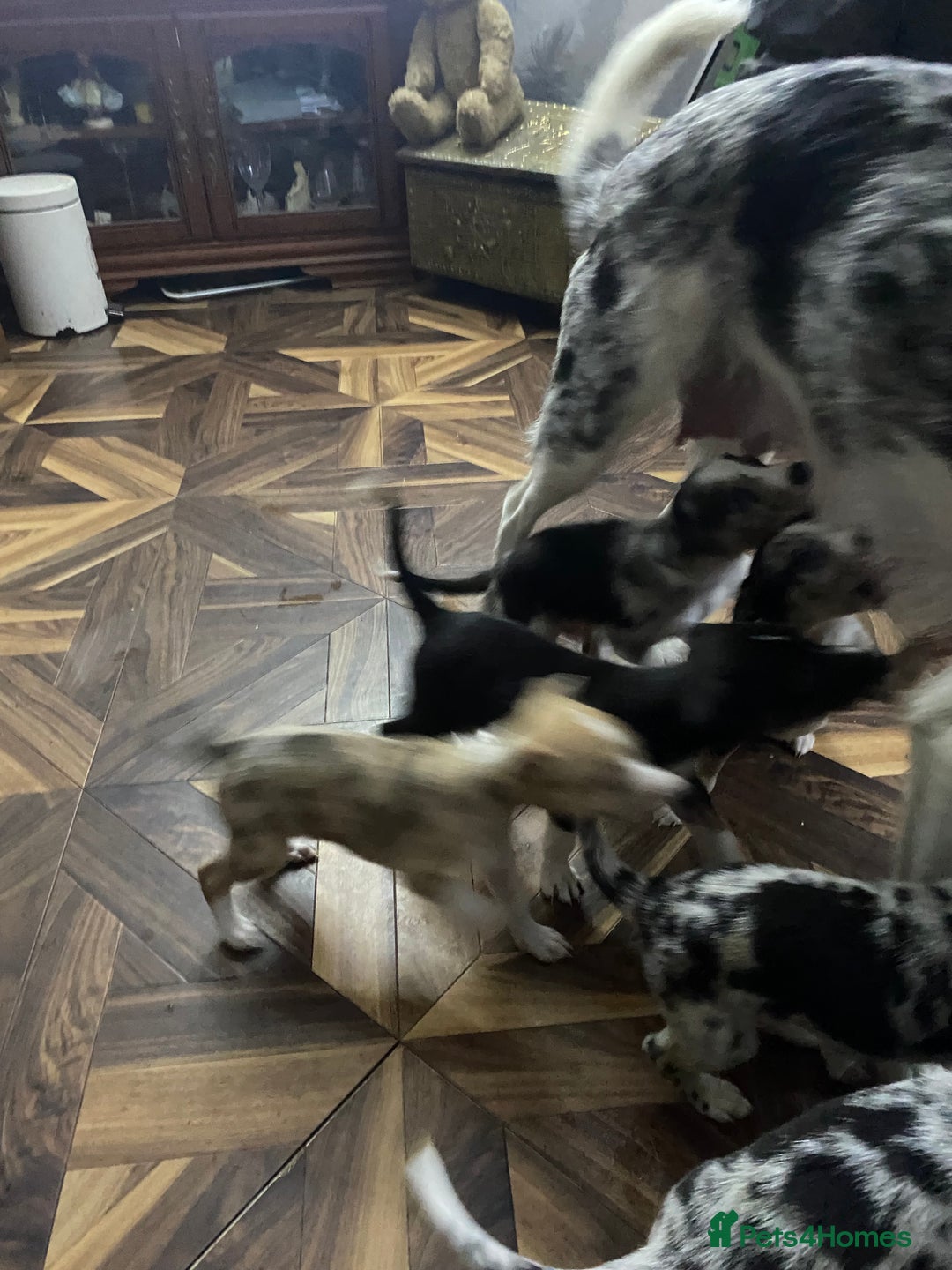 Mixed Breed dogs for sale: Collie lurcher greyhound mix - Advert 26