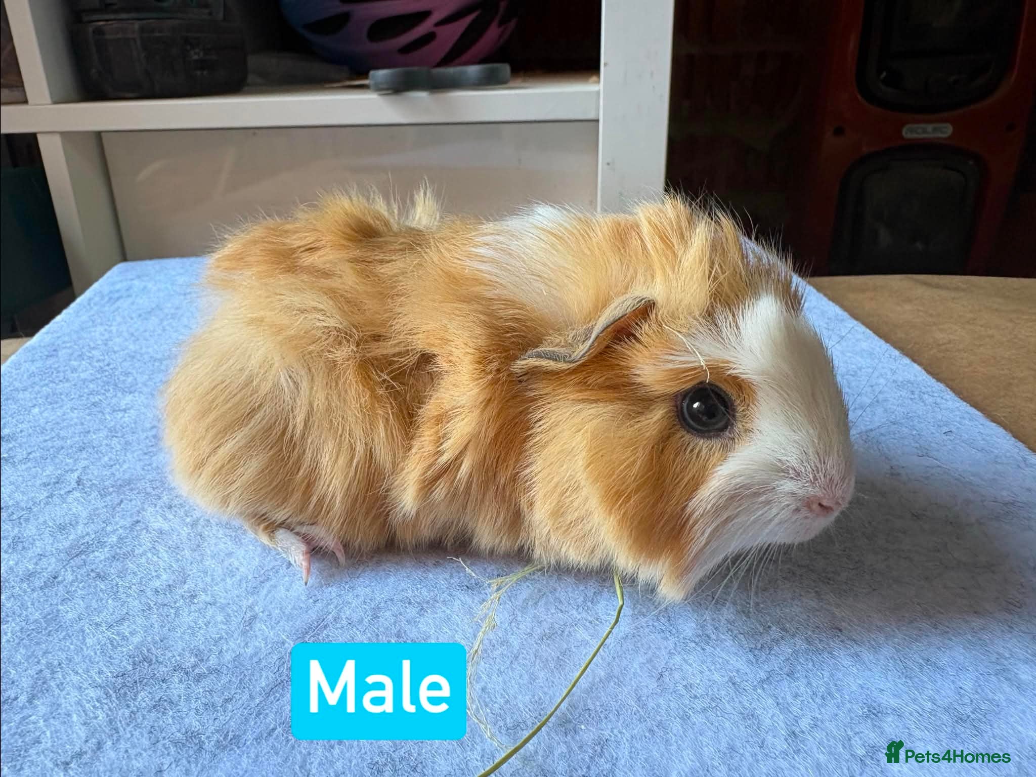 Guinea Pig rodents Guinea pigs for sale - Advert 19