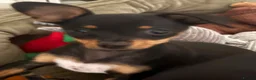 Russian Toy Terrier dogs for sale: Rissian Toy in Leeds - Advert 3