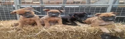 Mixed Breed dogs for sale: Dutch herder/bull herder - Advert 1