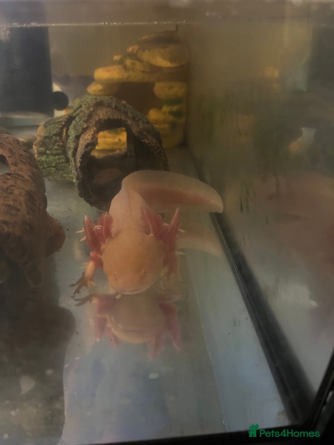 Axolotl reptiles for sale: Axolotl  - Advert 1