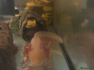 Axolotl reptiles Axolotl - Advert 1