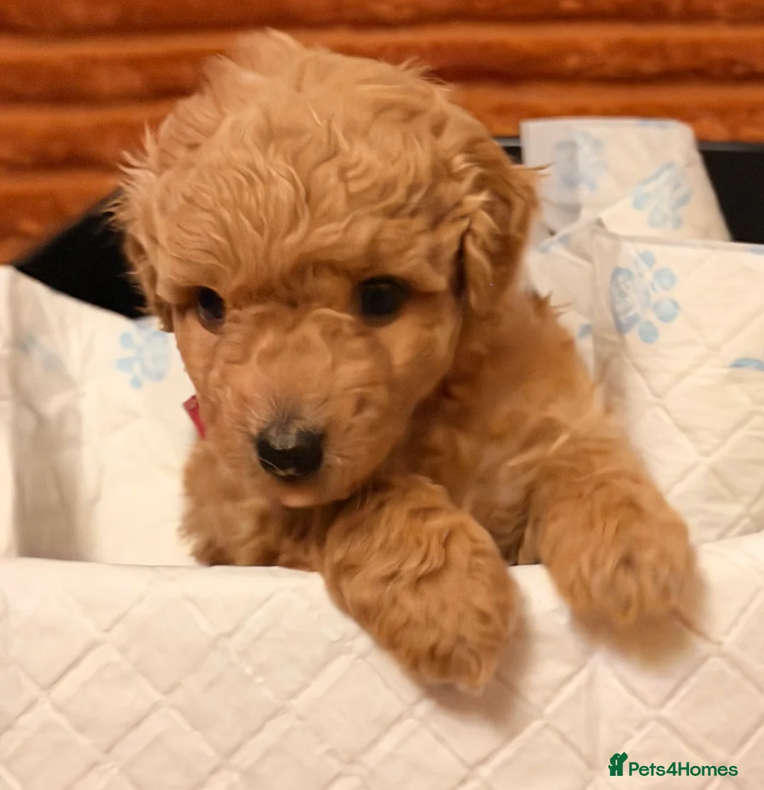 Cockapoo dogs for sale: Five Cockapoo all female  - Advert 2