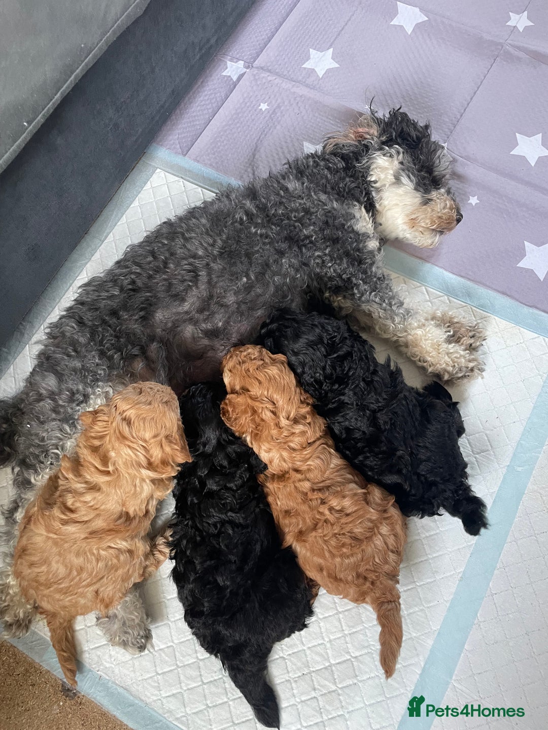 Cavapoo dogs for sale: Toy Cavapoo pups F1BB - Image 7