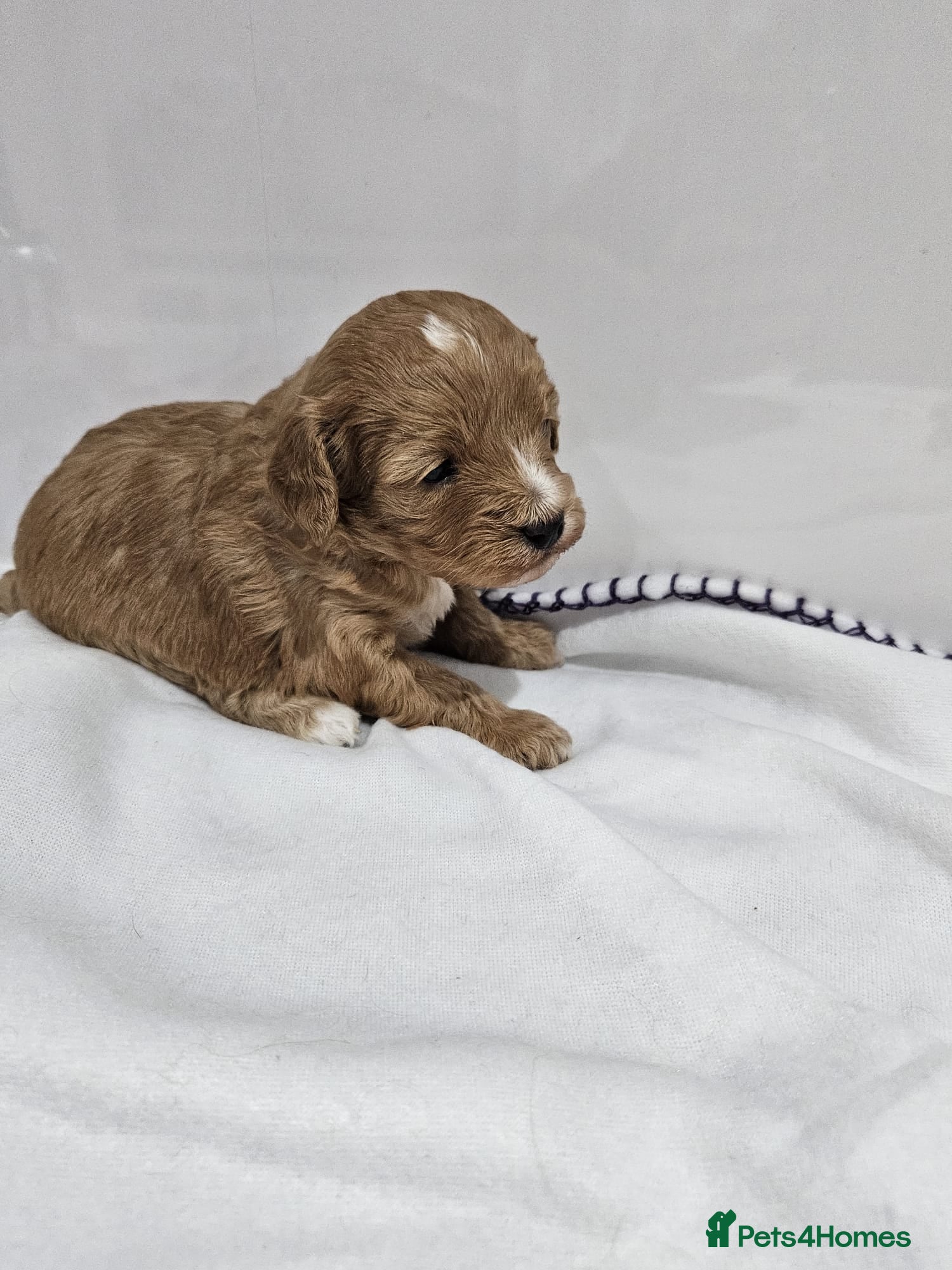 Cavapoo dogs Stunning Cavapoos Rare Chocolate  - Advert 12