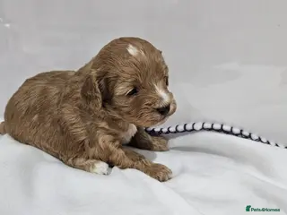 Cavapoo dogs Stunning Cavapoos Rare Chocolate - Advert 12