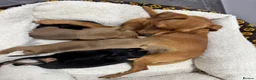 Miniature Pinscher dogs for sale: ALL RESERVED Miniature Pinscher Pups - Advert 6