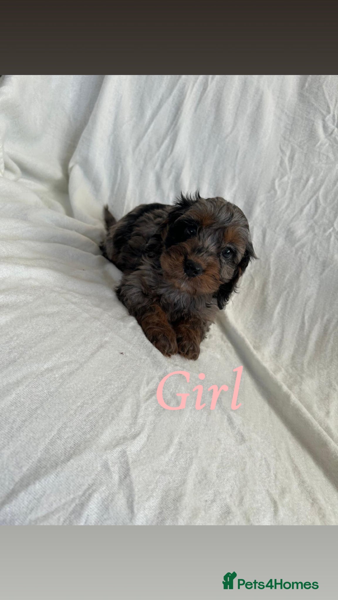 Cockapoo dogs F1 cockapoo puppies  - Advert 11