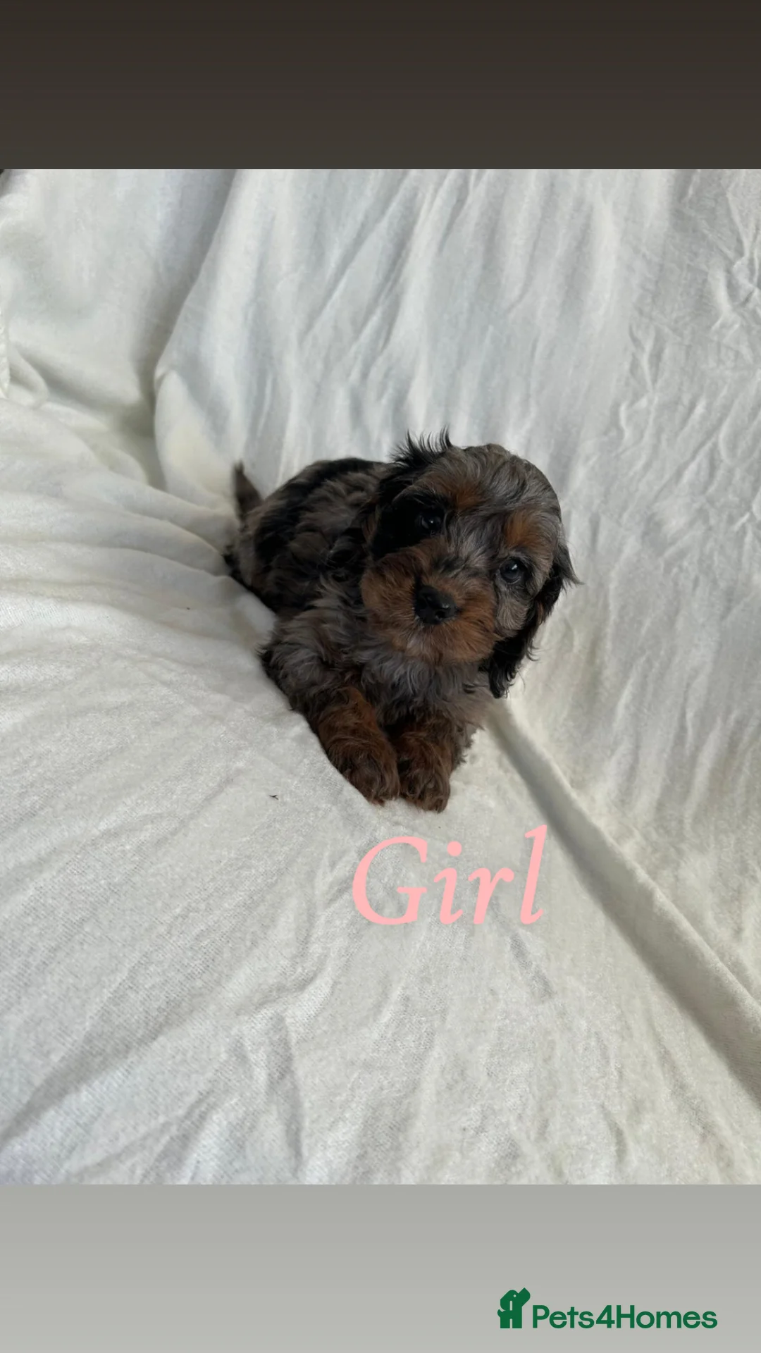 Cockapoo dogs for sale: F1 cockapoo puppies  - Advert 1