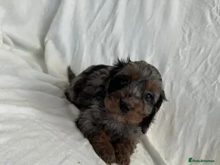 Cockapoo dogs F1 cockapoo puppies - Advert 9