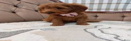 Cavapoo dogs for sale: Extensively Health Tested Fox Red Cavapoo puppies - Advert 8