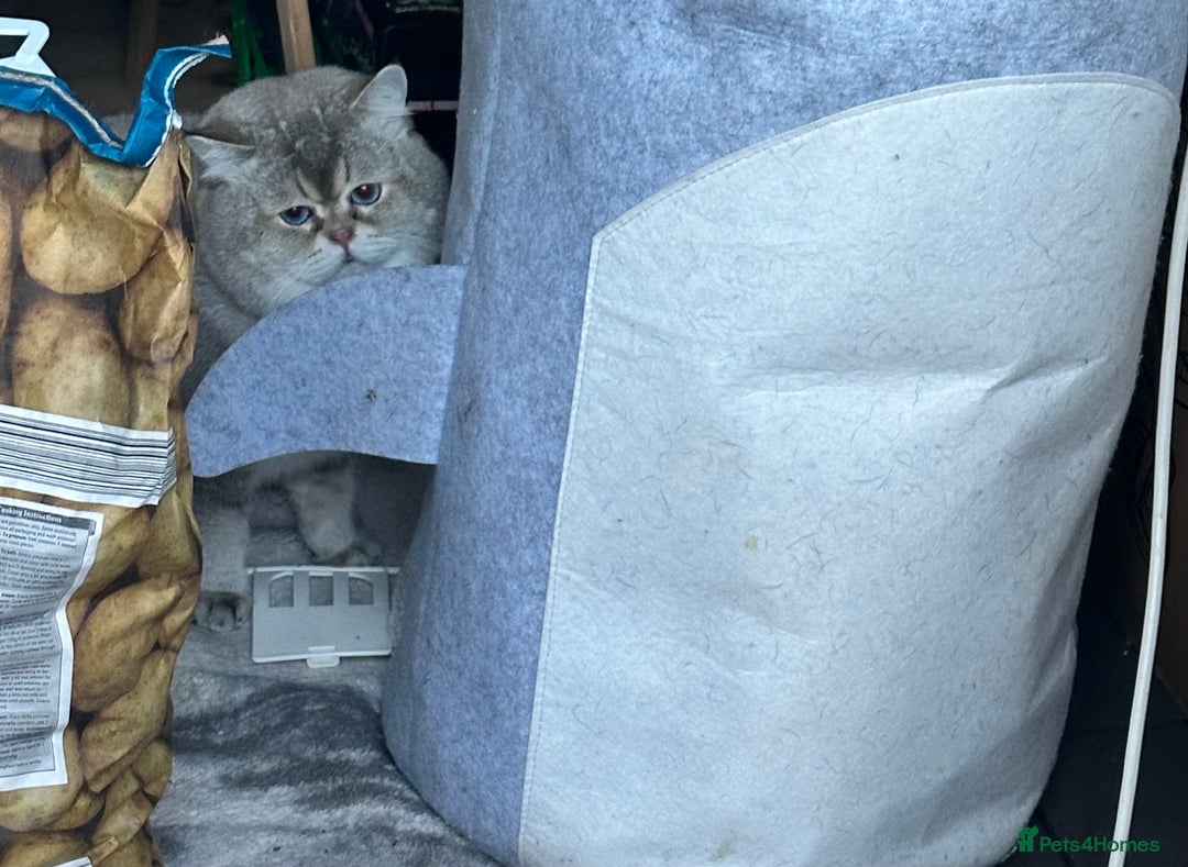 British Shorthair cats for stud: Teddy  - Advert 6