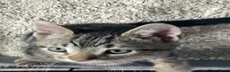 Mixed Breed cats for sale: Cute kittens for sale KT4 - Advert 26