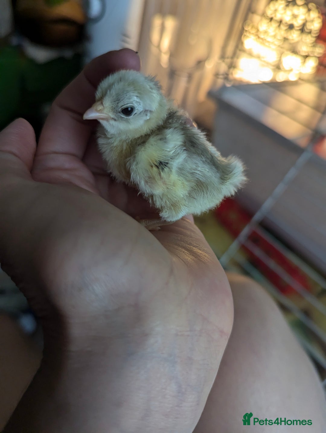 Chickens poultry for sale: Tiny Serama chicks (world's smallest chicken) - Image 9