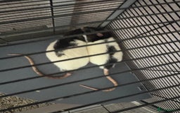 Rat rodents for sale: 2 male rats and cage  - Image 6