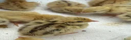 Quail poultry for sale: Coturnix Quail Chicks in Poulton-le-Fylde - Advert 4